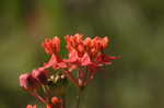 Fewflowered milkweed